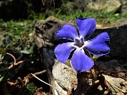 CANTO ALTO in direttissima la prima volta per sentieri insoliti da sopra casa-Zogno (8apr21) - FOTOGALLERY